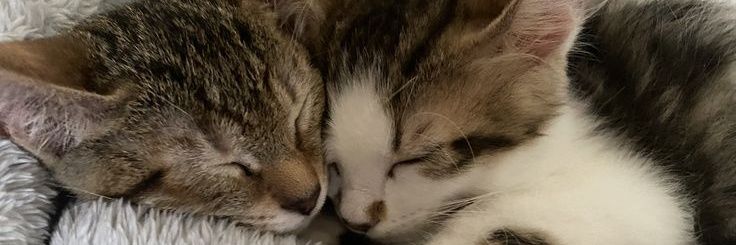 Loser Gooner Bf banner