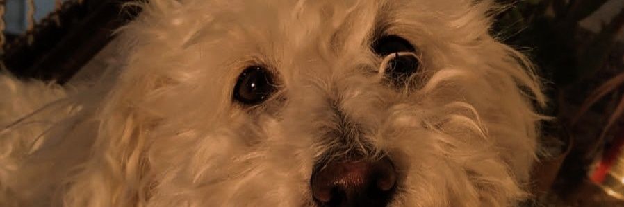 lisramirez_'s profile banner image