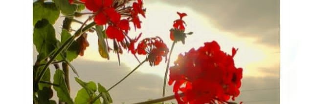 reda80030022's profile banner image
