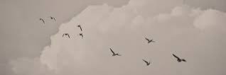 Sultanh198's profile banner image