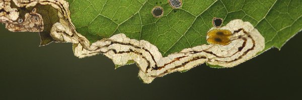 CSEiseman Profile Banner