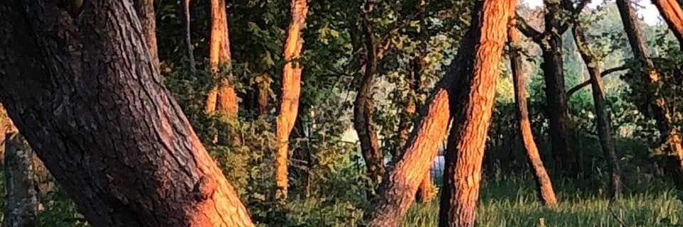 Aulikmar 🎗️🧡's banner