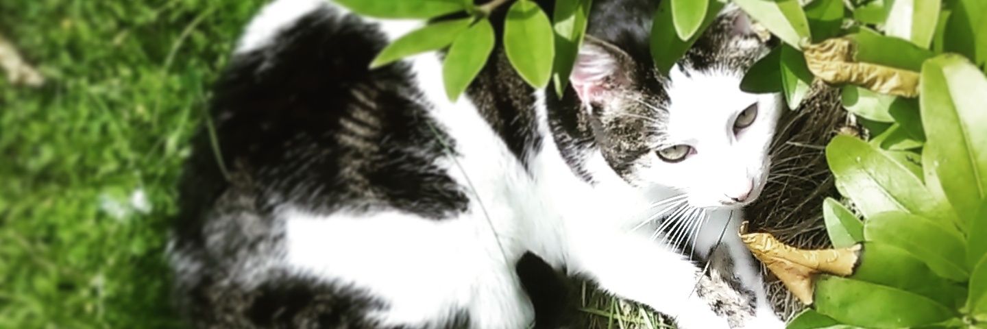 tuftedvetch's profile banner image