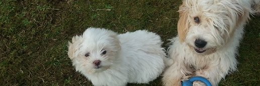 A Muttley Crew banner