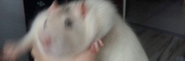 Kristo or something banner