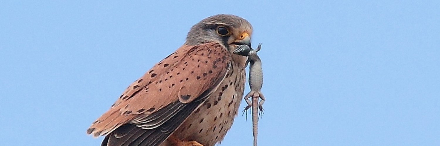 RAW BIRDS Nature Photography Profile Banner