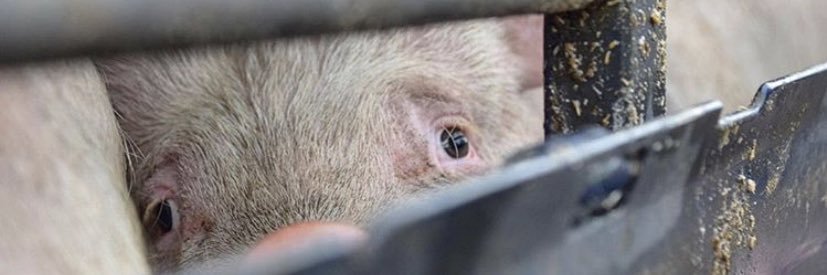 Animal Save Movement banner