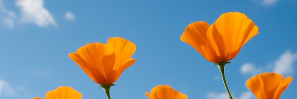 heysaik Profile Banner