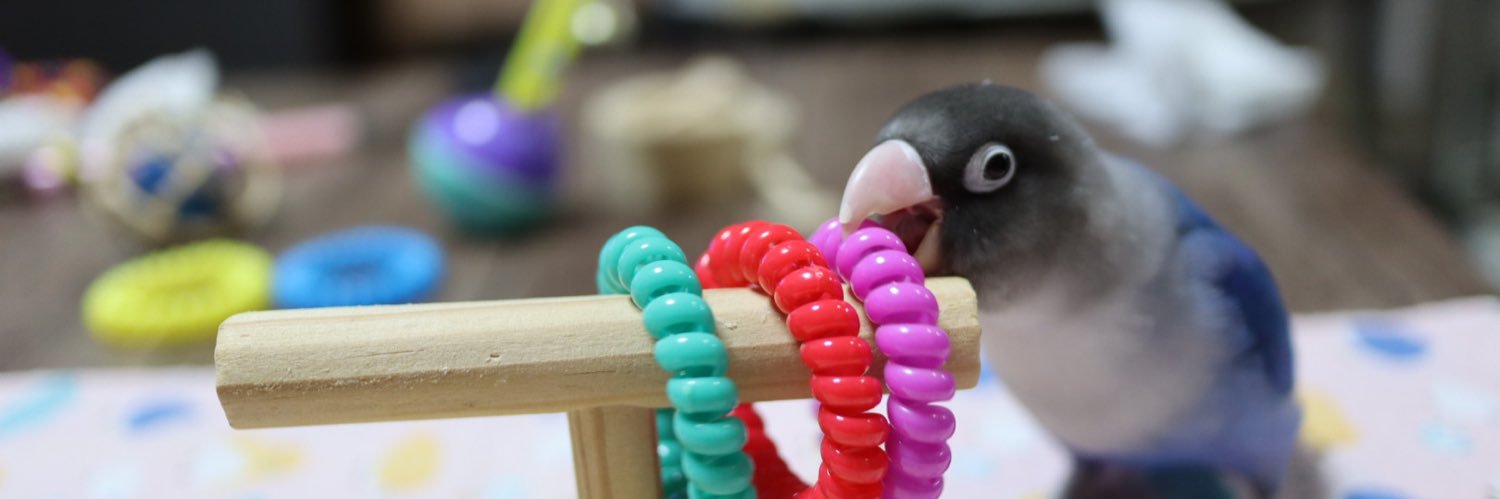 ぽんず@ボタンインコ banner