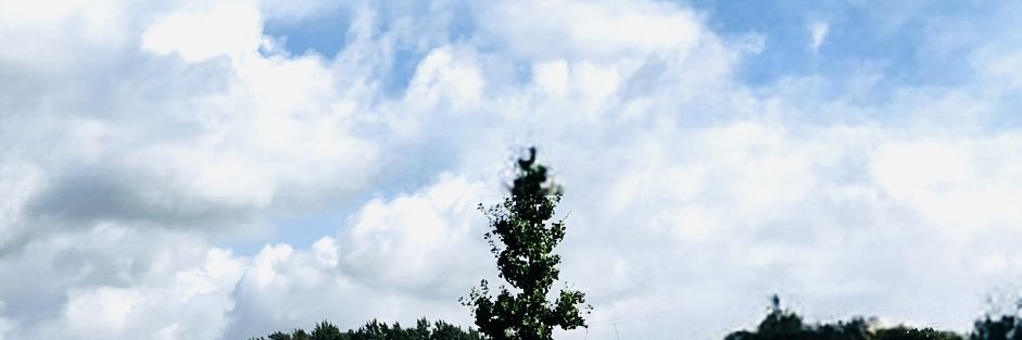 さくら banner