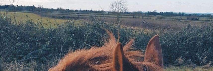 CoinInsightPro banner