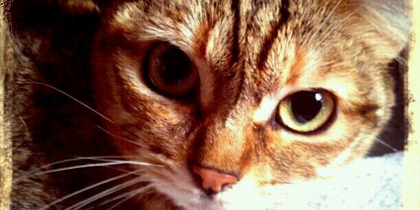 Saraymiau's profile banner image