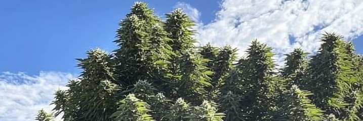 Lucky Homer 369 banner