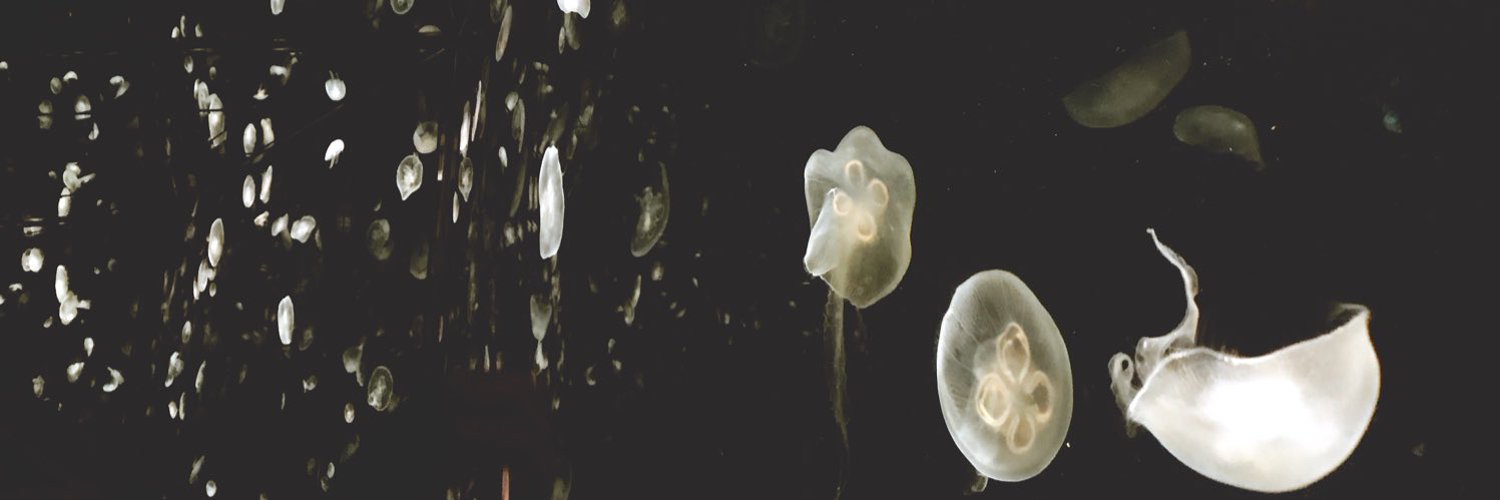 uminokuki's profile banner image