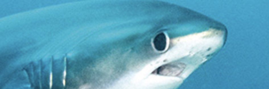 Zes_TT's profile banner image