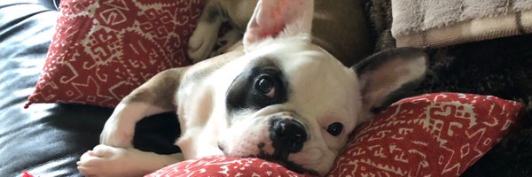 SassyBullfrog Profile Banner