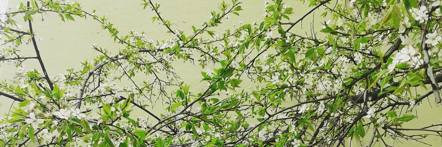 alllexii's profile banner image