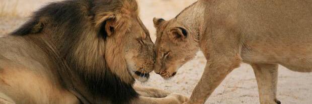 James S.Henry, Esq. banner