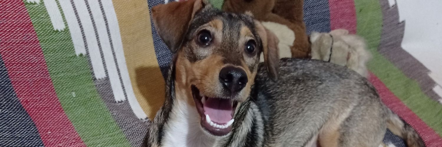 homenagem ao frango da malásia banner