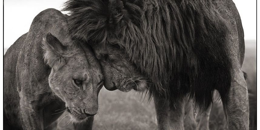 Kasim Adilovic banner