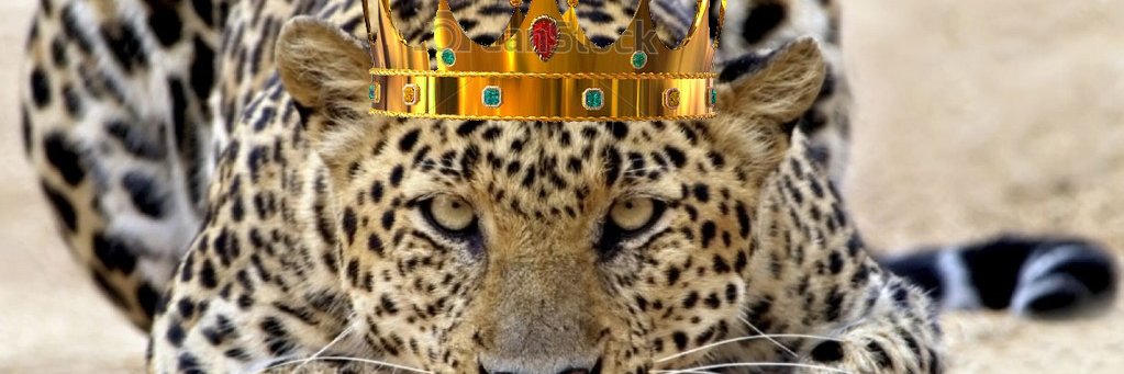 vaanstos's profile banner image