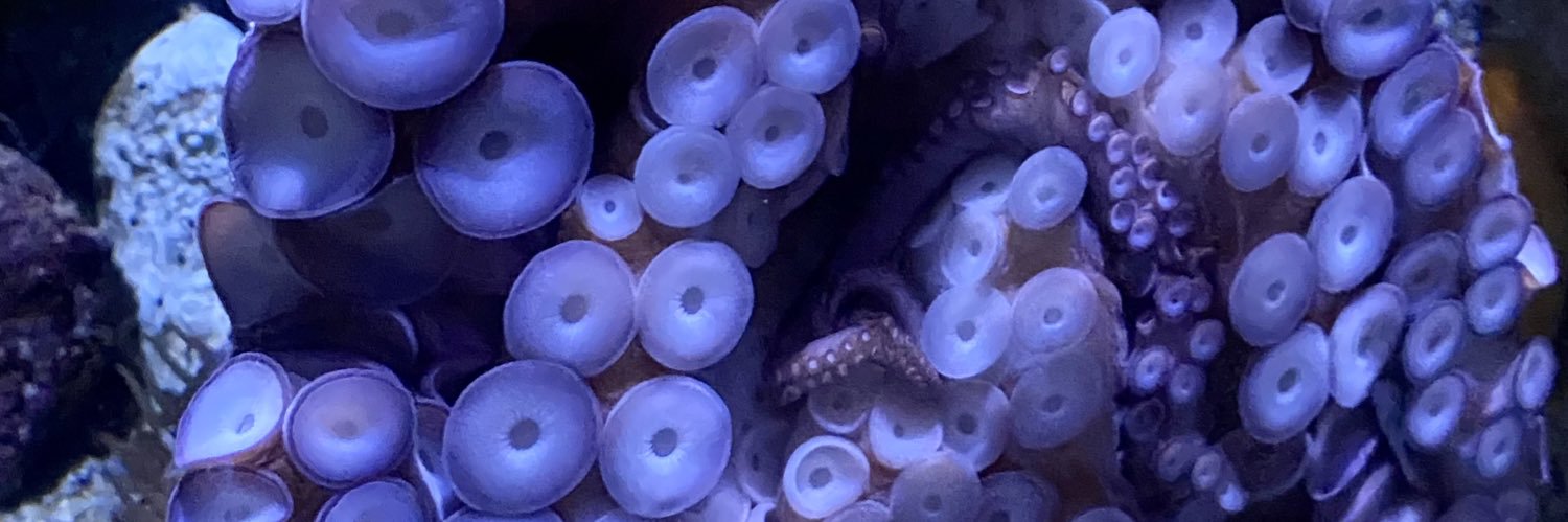 marisoli26's profile banner image