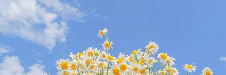 ntandha's profile banner image