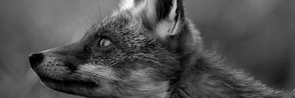 MaximoXL ~ 🦊🎃 banner