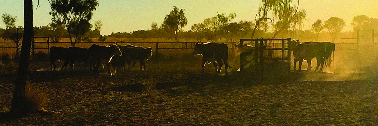 Datamars Livestock AU banner