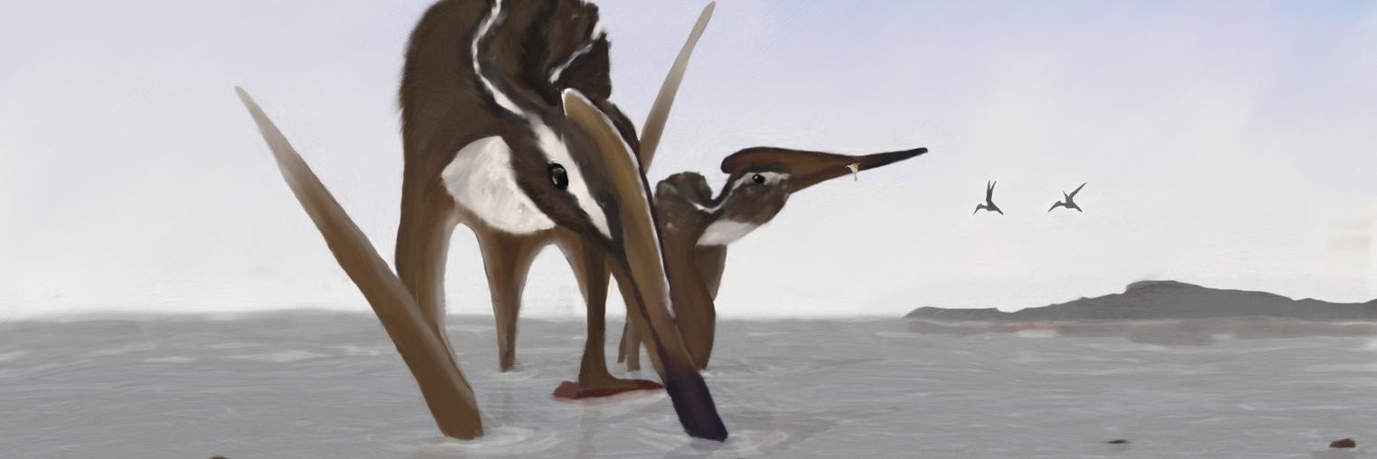 Steven Uros Vidovic banner