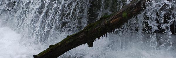 CarolP222 Profile Banner
