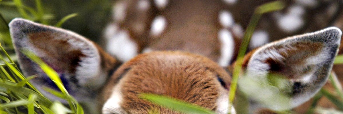 wander banner