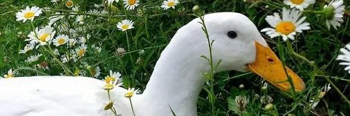 Mecciza's profile banner image