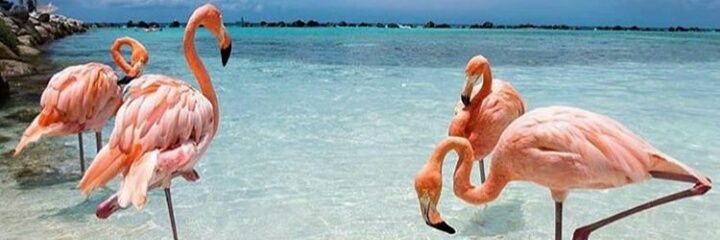 brenda_fer_'s profile banner image