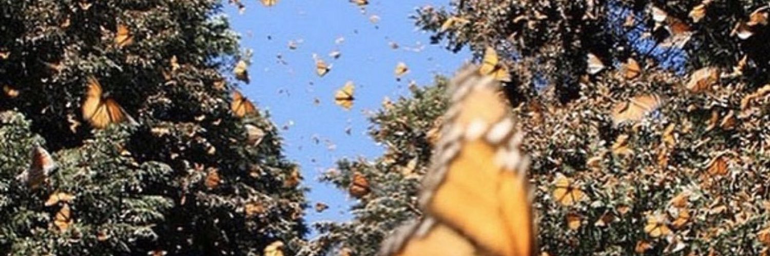 caralynx's profile banner image