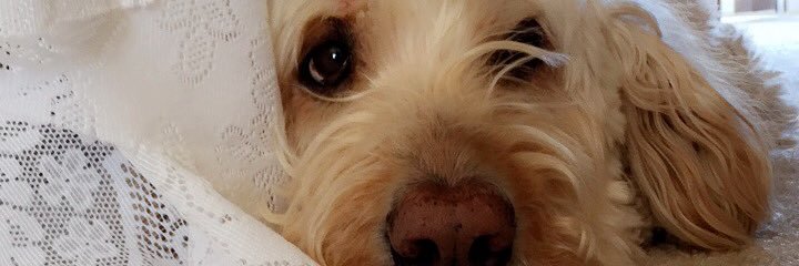 maddrex13's profile banner image