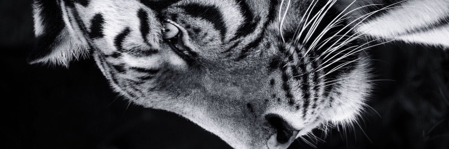 maih_x's profile banner image
