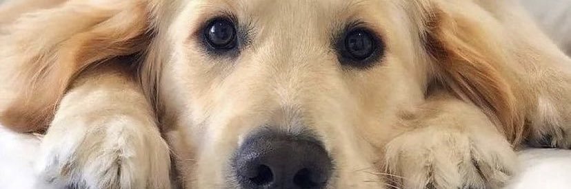 wookiesncream's profile banner image