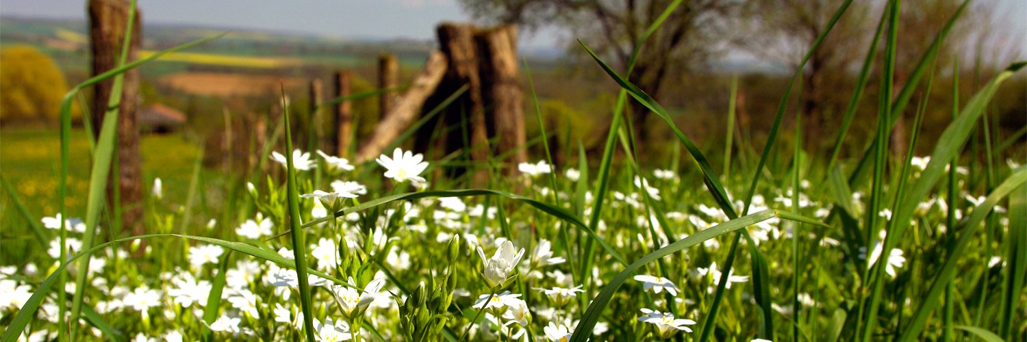 SandrineBronner's profile banner image