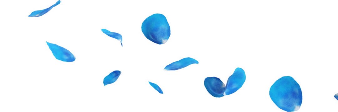 Bloom🌸 banner
