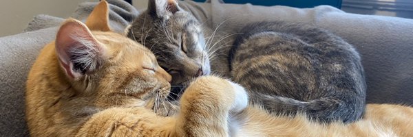 LauraRoose Profile Banner