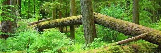 Wayne Johnston banner