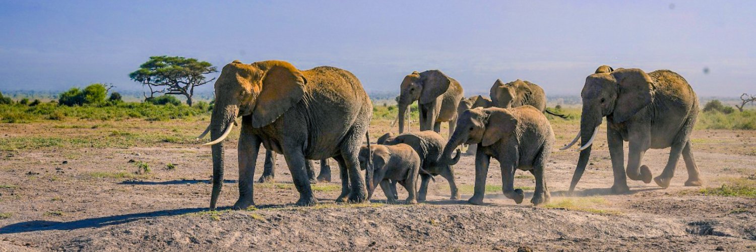 Elephant Cooperation's banner