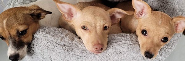 SitWithMeRescue Profile Banner