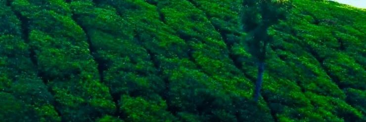 Imd_Chowdhary's profile banner image