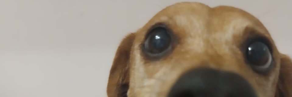 amandmenin's profile banner image