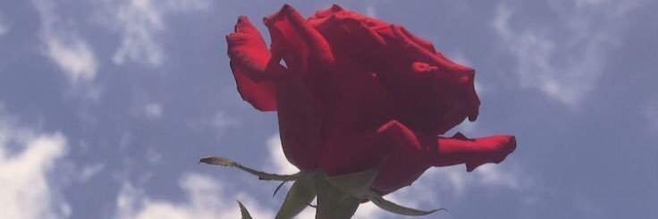 Ame1411's profile banner image