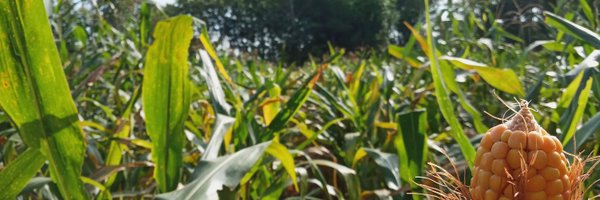 pitonosaja Profile Banner