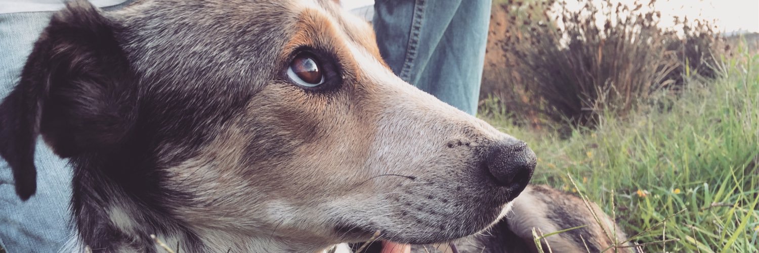 SaveBakudogs's profile banner image