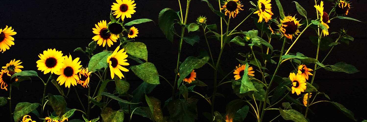 expensiveGEM's profile banner image
